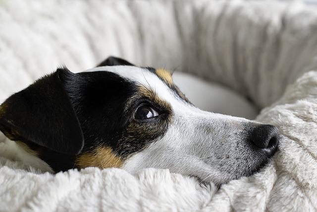 Odpovídající výživa pro aktivního Jack Russella