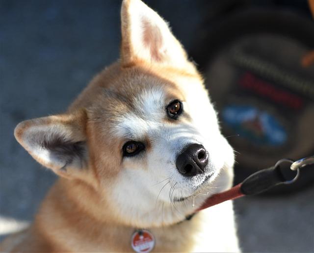 Historie a původ plemene Akita Inu