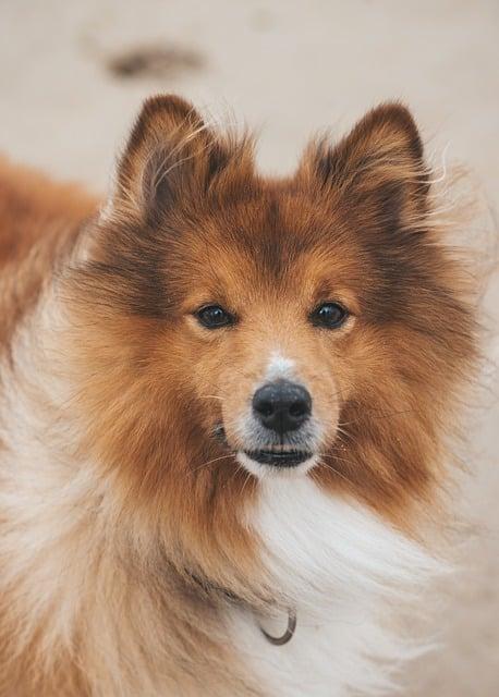 Speciální potřeby tibetských dog v různých životních fázích