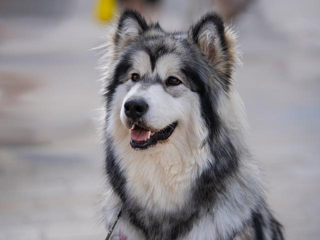 Jaké jsou hlavní znaky Malamuta a Huskyho