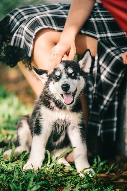 Rychlost a výdrž psa Husky na první pohled