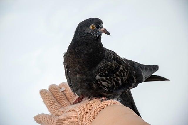 Domácí péče o uši: Jak udržet zdraví vašeho psa mezi návštěvami veterináře