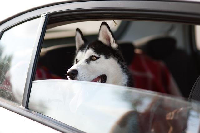 Věk a jeho vliv na výšku a váhu huskyho