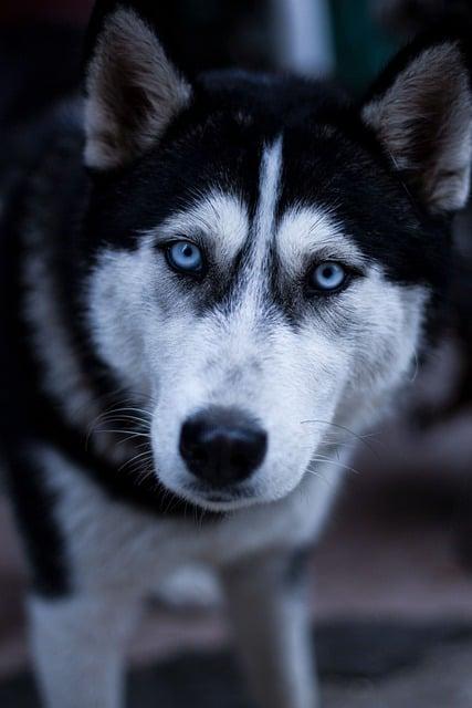 Výchova a socializace štěňátka Husky