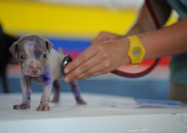 Kdy se obrátit na veterináře: Znaky, které je třeba sledovat