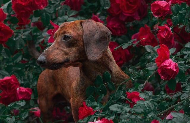 Závěrečné Doporučení: Je Kombinace Dachshunda a Jack Russella Právě pro Vás?