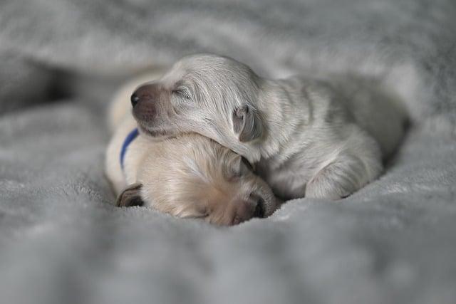 Fáze puppy: Kdy a jak rychle se štěňata vyvíjejí