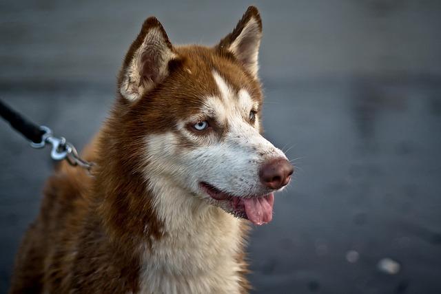 Jak vybrat správného trenéra pro vaše Husky