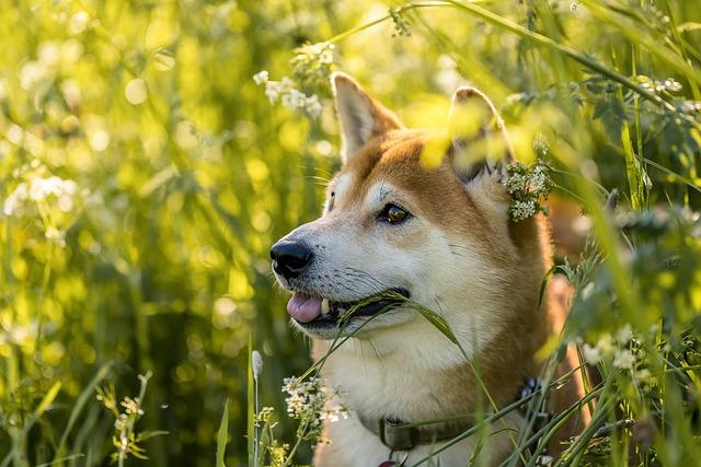 Výchova⁢ a trénink‍ Shiba ⁤Inu