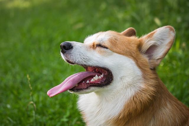 Péče o Pembroke Welsh Corgi po příchodu domů