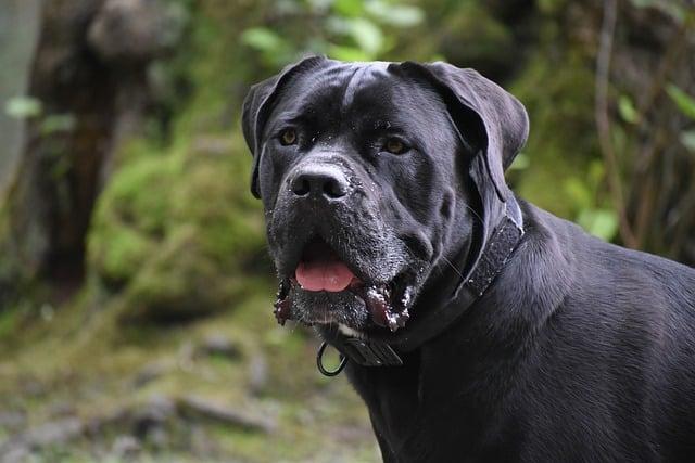 Zdravotní Problémy a Péče o Cane Corso Fenu