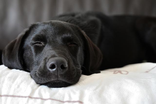 Jak vybírat seriózního chovatele labradorského retrívra