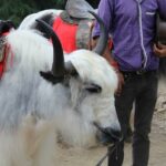 Francouzský buldoček chrochtání: Jak se vypořádat s chrochtáním!