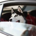 Jak kreslit psa zepředu Husky: Krok za krokem návod