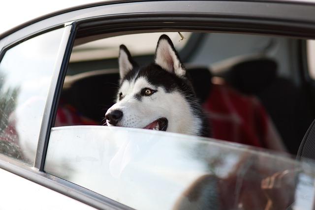 Vše o psech na jednom místě: Trénink psů, krmiva a plemena 9 Jak kreslit psa zepředu Husky: Krok za krokem návod