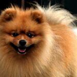 Vše o psech na jednom místě: Trénink psů, krmiva a plemena 10 Péče o pomeraniana: Kompletní průvodce péčí o toto plemeno