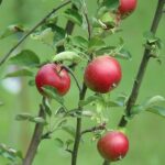 Kde koupit tablety na odčervení psa: Doporučené produkty