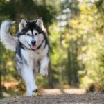 Vše o psech na jednom místě: Trénink psů, krmiva a plemena 11 Jak správně nasadit tažný postroj na Husky: Krok za krokem