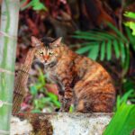 Kolik hodin denně spí pes? Spánkové návyky