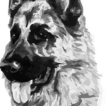 Sibiřský Husky vs Německý ovčák: Který pes je pro vás vhodnější?