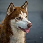 Vše o psech na jednom místě: Trénink psů, krmiva a plemena 12 Kolik stojí Husky: Vše o nákladech na toto plemeno