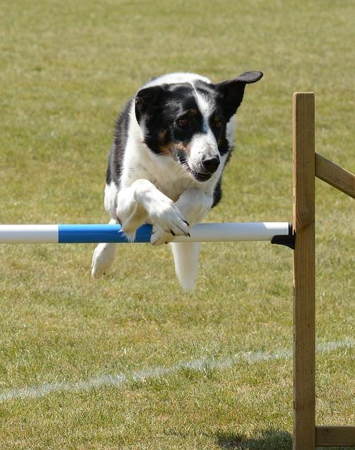 První kroky v agility – od základních cviků po překážky