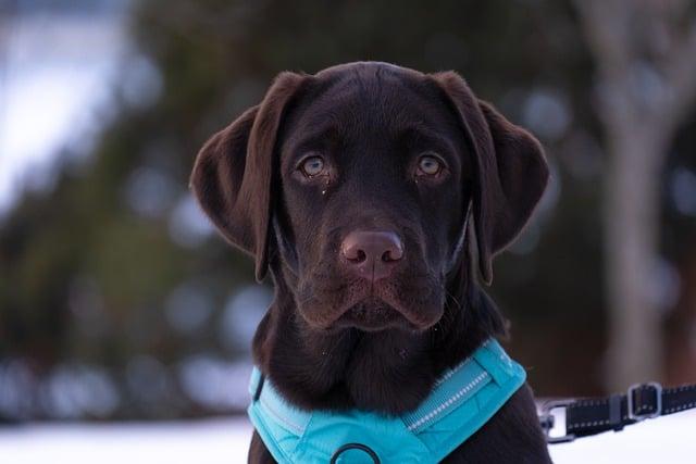 Hygiena a péče o srst labradorského retrívra