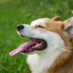Kde Koupit Welsh Corgi: Kompletní Průvodce Nákupem