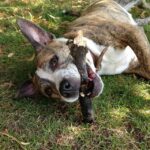 Stafordšírský bulteriér vs pitbull: Rozdíly mezi stafordšírským bulteriérem a pitbullem