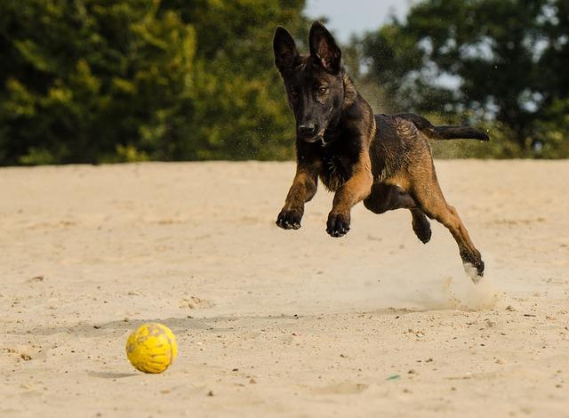 Belgický ovčák malinois: Vše, co potřebujete vědět o tomto úžasném plemeni!