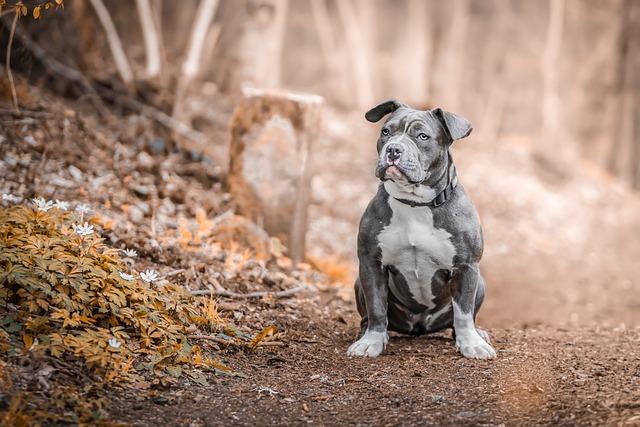 Vzdělávání a socializace: Jak vychovávat a socializovat stafordšírského bulteriéra a pitbulla