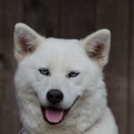 Akita Inu v Bytě: Je Tento Pes Vhodný pro Městský Život?