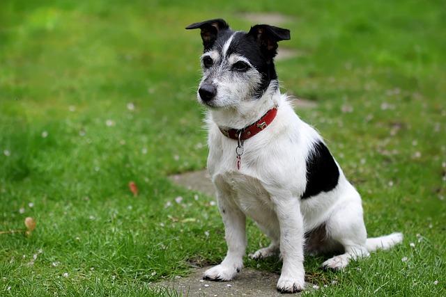 Hodnota Jack Russell teriéra jako rodinného společníka