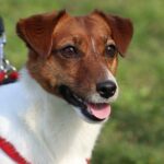 Jack Russell Teriér Zdravotní Problémy: Na Co Si Dát Pozor?