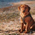 Jaká Bývá Cena u Labradorského Retrívra s PP: Co Očekávat