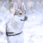 Rozměry boudy pro vlčáka: Jak vybrat tu správnou?