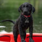 Vše o psech na jednom místě: Trénink psů, krmiva a plemena 13 Labrador vs Zlatý Retrívr: Který Je Pro Vás Ten Pravý?