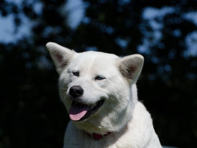 Charakteristika a temperament Akita Inu