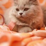 Chovná stanice francouzský buldoček modrý: Kde najít modré štěně!