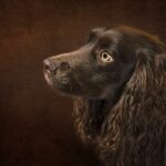 Tibetská doga charakteristika: Kompletní průvodce vlastnostmi plemene