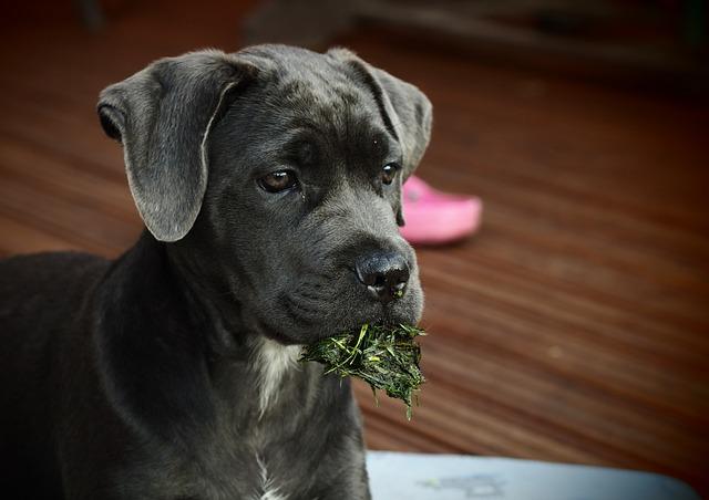 Cane Corso Fena: Ideální Společník pro Rodinu