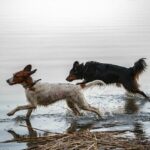 Kříženec border kolie a labradora: Co očekávat od tohoto mixu?