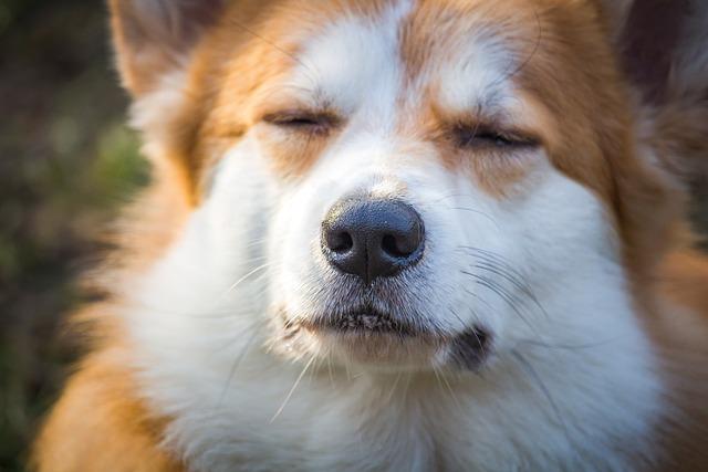 Jaký je temperament Corgi a jeho chování