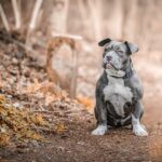 Americký stafordšírský bulteriér: Vše o americkém stafbulovi