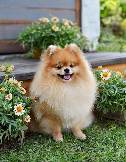 Pomeranian boo bílý‌ a socializace: Jak na to