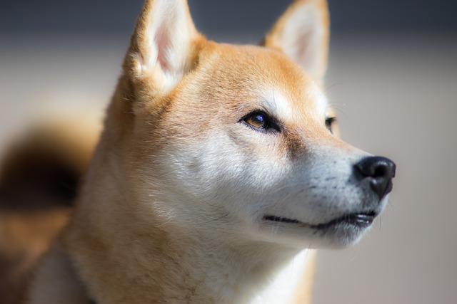 Vrcholy a ‍úskalí chovu Shiba Inu