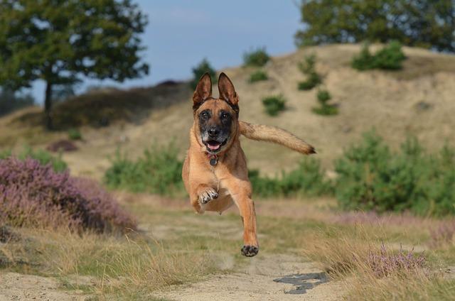 Péče o belgického ovčáka malinois: Příprava na nového přítele