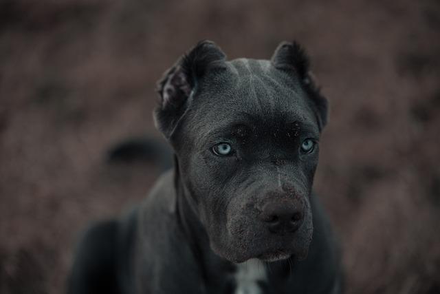 Trénink Bandog fenky: Efektivní metody a tipy