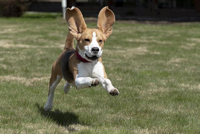 Péče a údržba: Jak se starat o Beagle a Husky