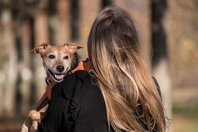 Odpovědné chování majitelů: Klíč k prevenci problémů s agresivitou